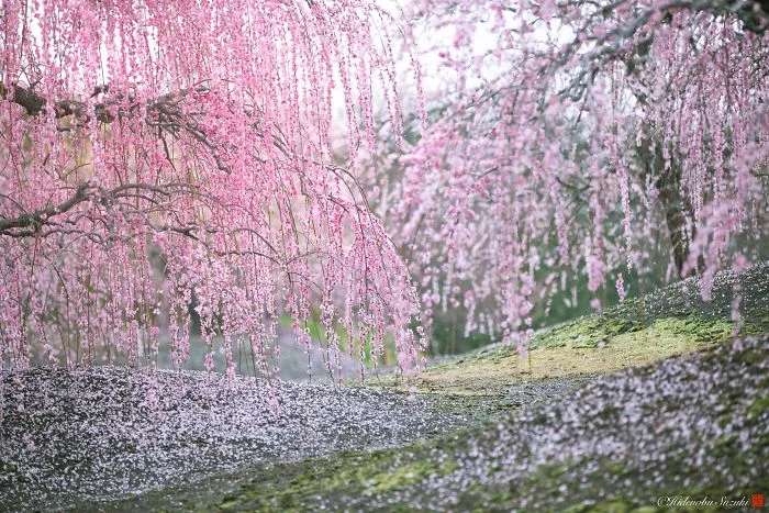 I Captured Plum Trees Blooming In Japan (Part 2)
