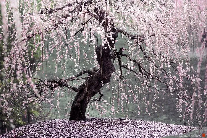 I Captured Plum Trees Blooming In Japan (Part 2)