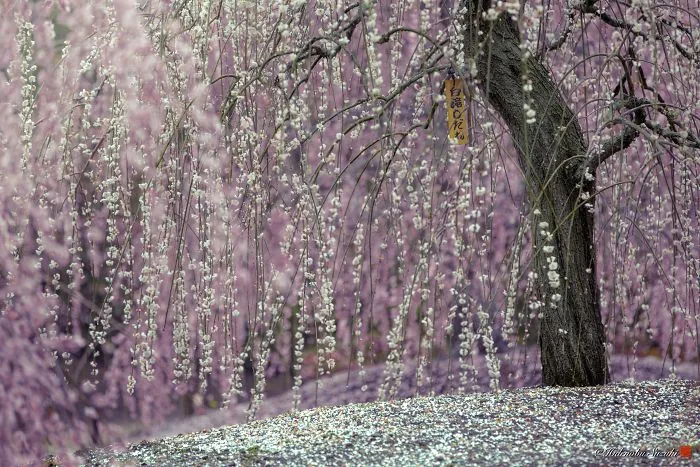 I Captured Plum Trees Blooming In Japan (Part 2)