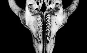 The Art Of Death: I Photograph Skulls