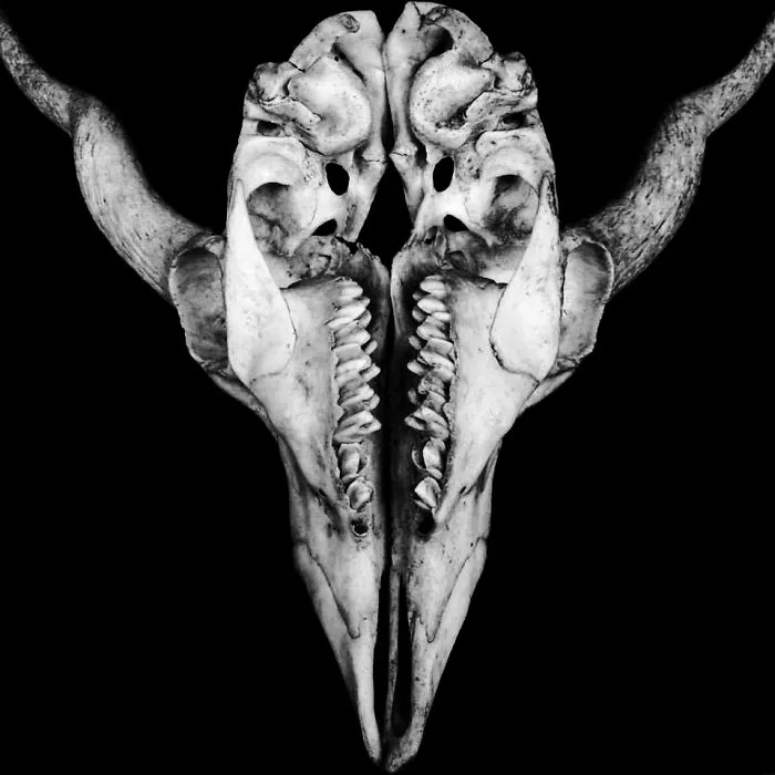 Uterus