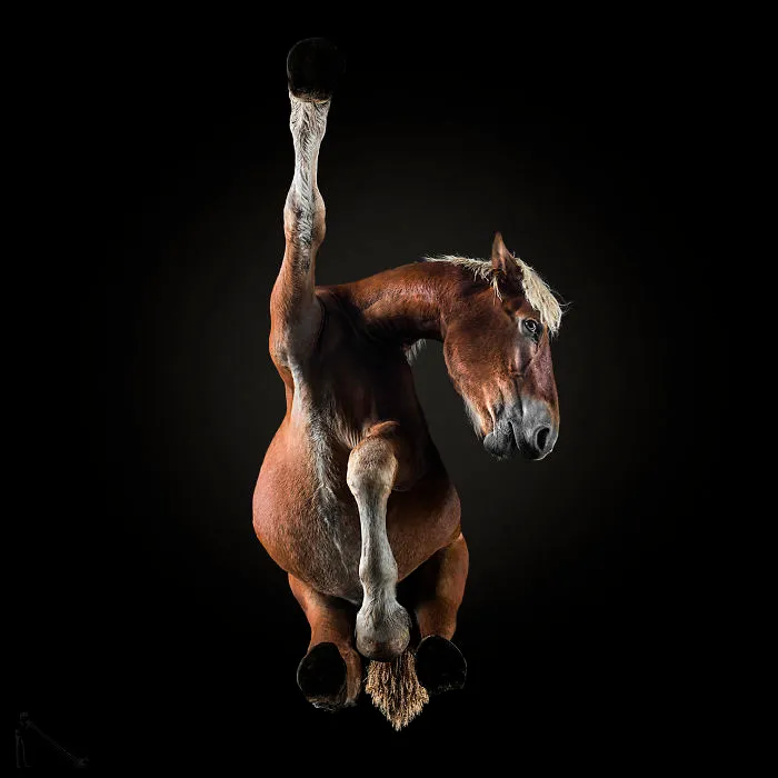 Under-Horse: I Photograph Horses From Underneath