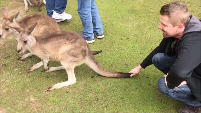Kangaroos Can Get Mean Over Food