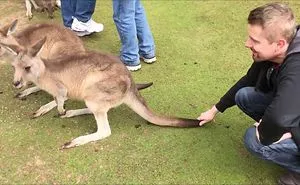 Kangaroos Can Get Mean Over Food
