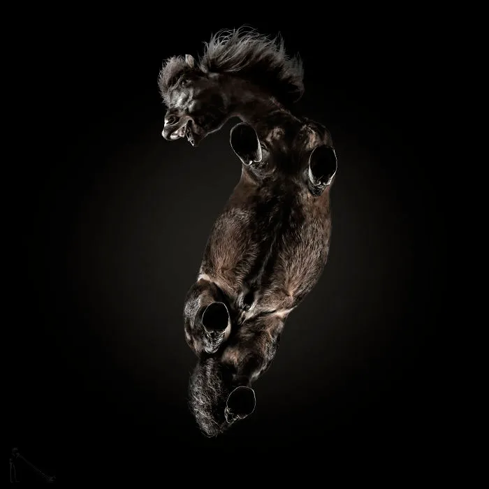 Under-Horse: I Photograph Horses From Underneath