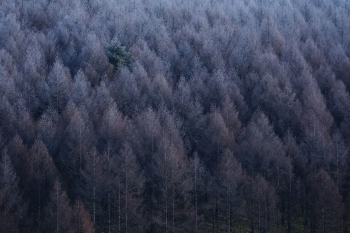 Miyono Okamoto, Japan (Open Competition, Nature)