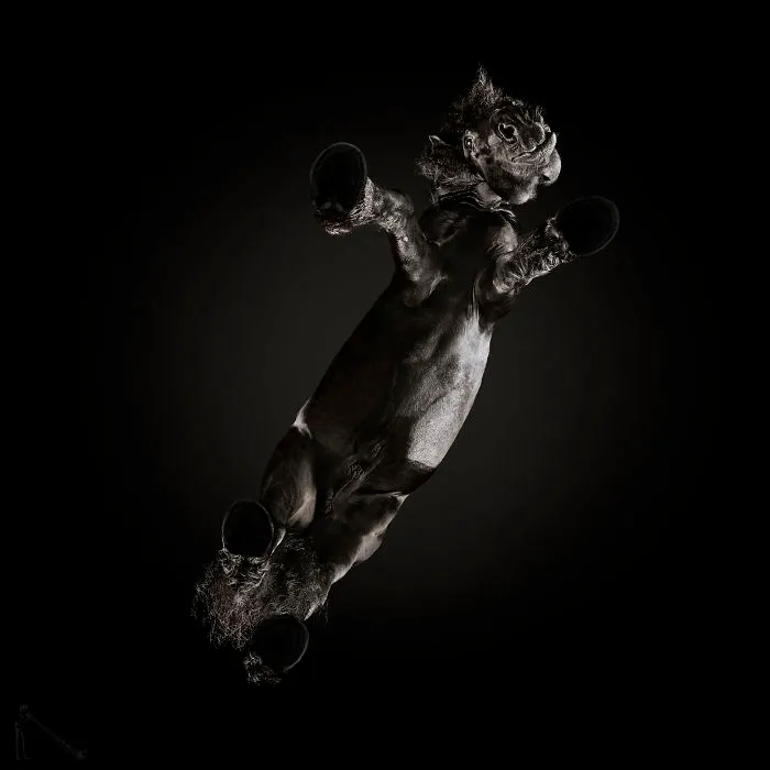 Under-Horse: I Photograph Horses From Underneath