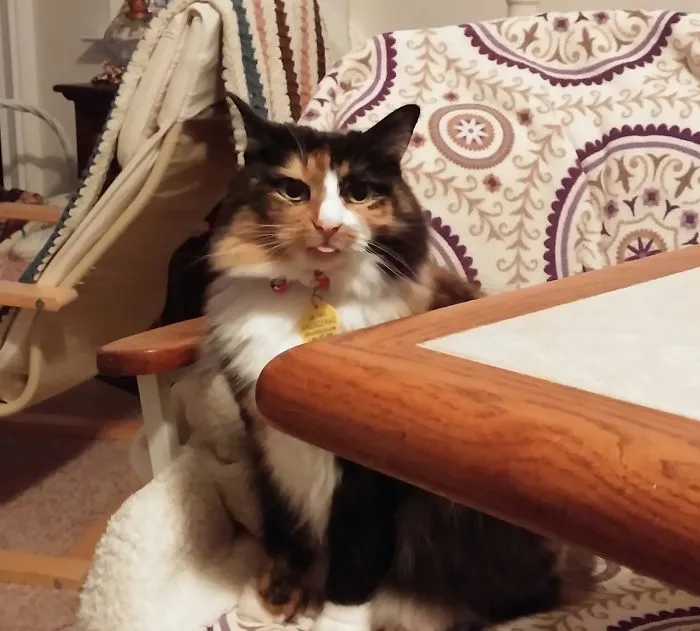 175 Of The Most Adorable Animal Mlems" Ever"