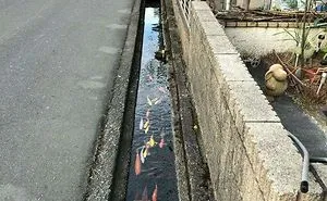 Japan Seems So Peaceful In Some Places