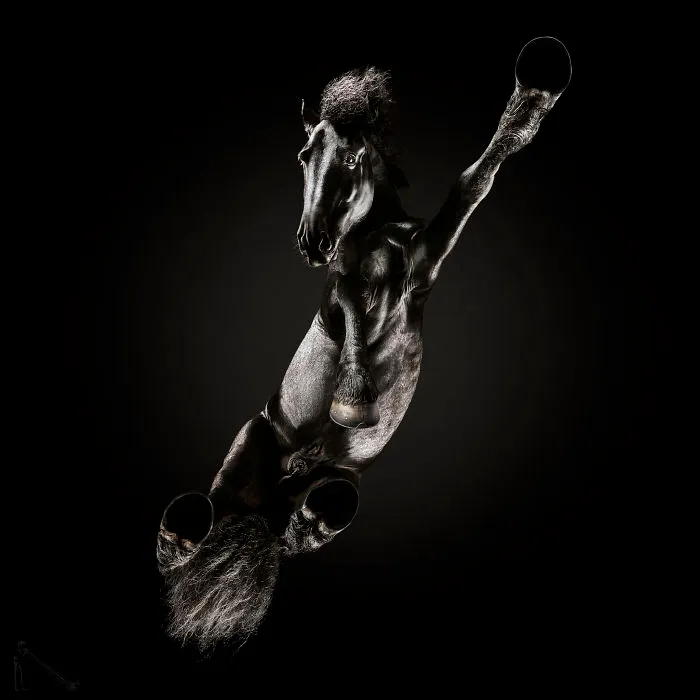 Under-Horse: I Photograph Horses From Underneath