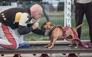 I Love Active Dogs!