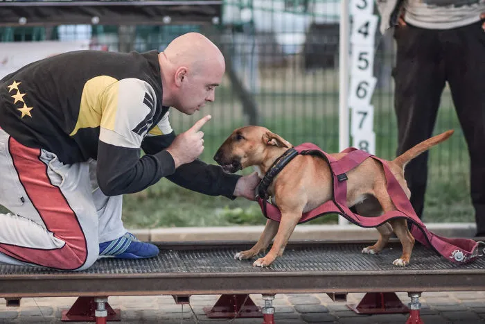 I Love Active Dogs!