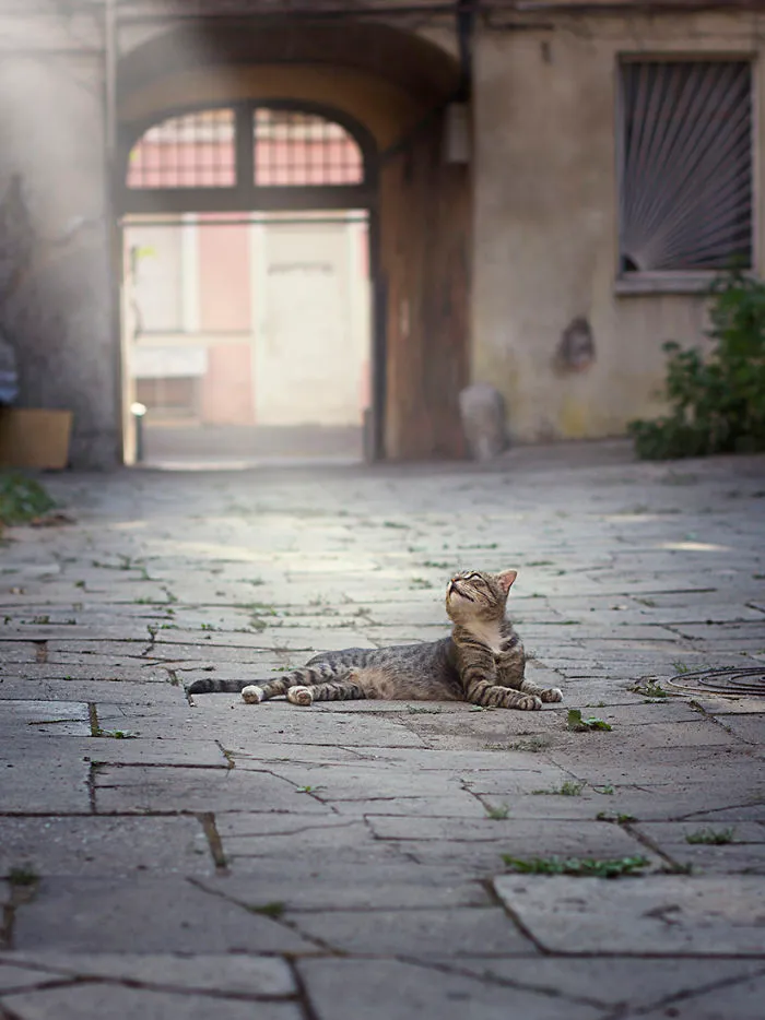 Whiskered Neighbors