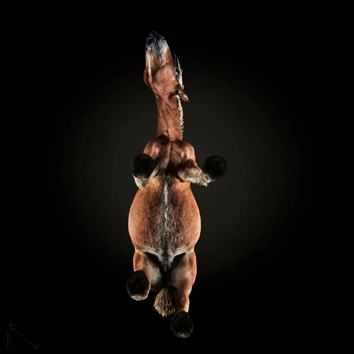 Under-Horse: I Photograph Horses From Underneath