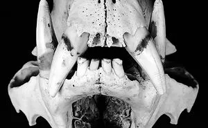 The Art Of Death: I Photograph Skulls