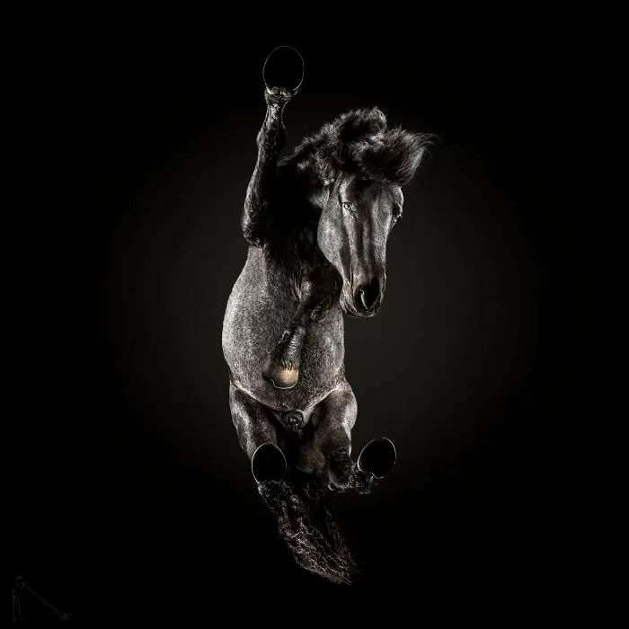 Under-Horse: I Photograph Horses From Underneath