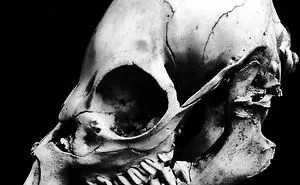The Art Of Death: I Photograph Skulls