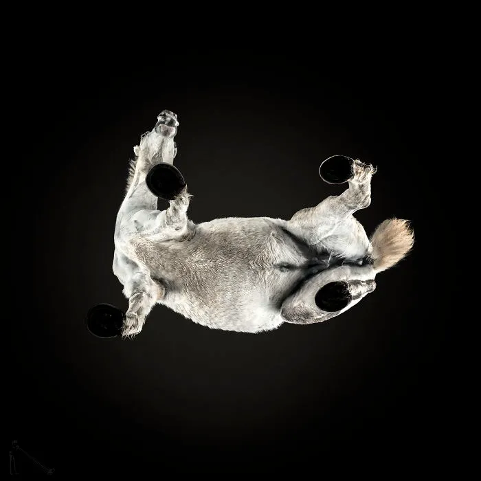 Under-Horse: I Photograph Horses From Underneath