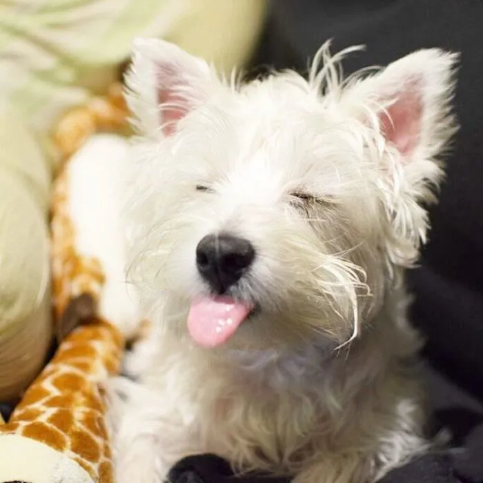 175 Of The Most Adorable Animal Mlems" Ever"