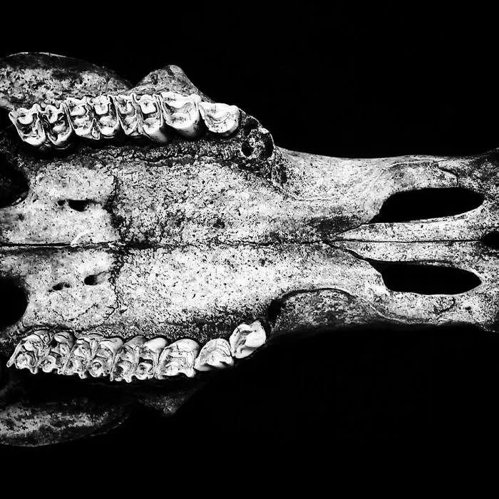 Crocodile