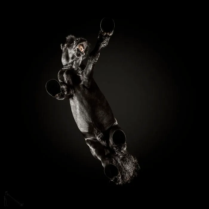 Under-Horse: I Photograph Horses From Underneath