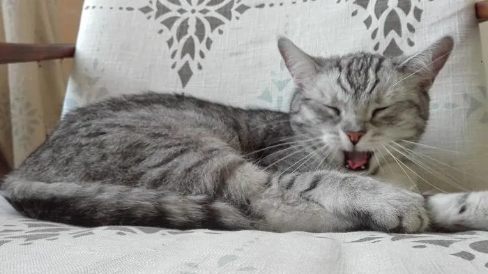 175 Of The Most Adorable Animal Mlems" Ever"