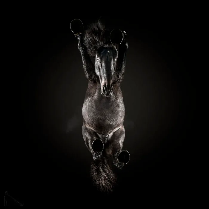 Under-Horse: I Photograph Horses From Underneath