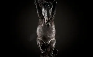Under-Horse: I Photograph Horses From Underneath