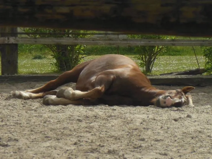 Gesmolten Paard ( Melted Horse)