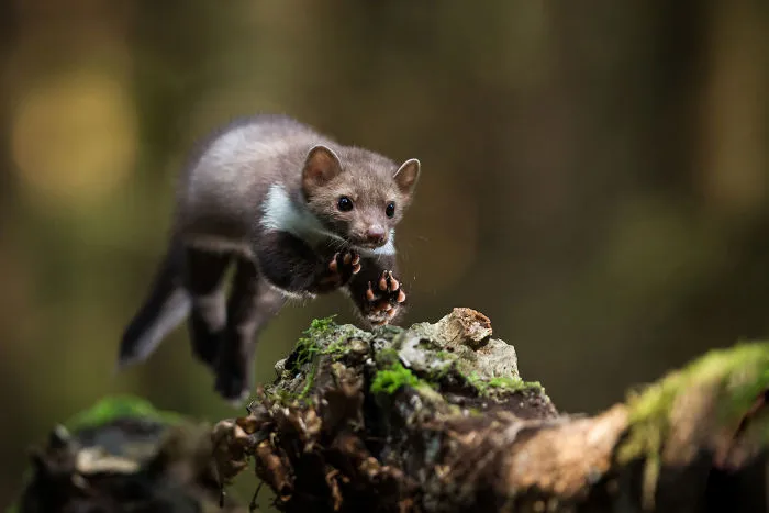 Johnny Krüger, Germany (Open Competition, Wildlife)