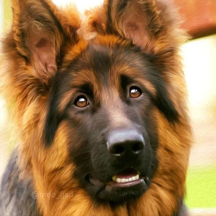 From A Pet Owner To A Soon-To-Be-Pet-Owner
