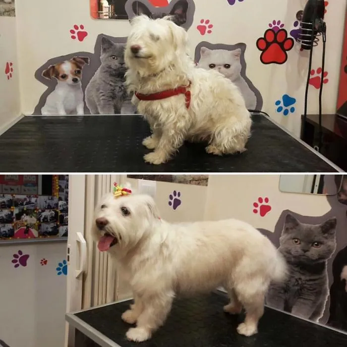 My Little Cookie Looks Like A Lady After Hair Cut