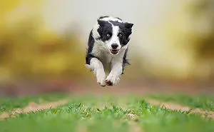 I Photograph "Flying Dogs" To Reveal Their True Spirit