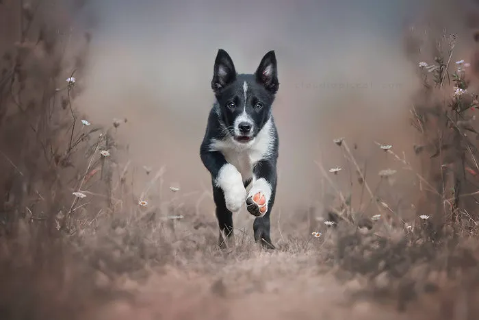 Paw In The Air