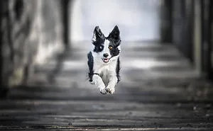 I Photograph "Flying Dogs" To Reveal Their True Spirit