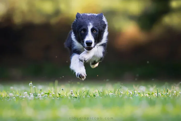 Focused Eyes By "Zed"