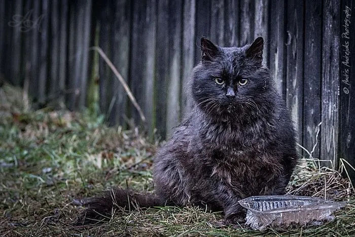 Look Into Abandoned Cat's Eyes: Photographer From Riga Captured Homeless Cats Around The City