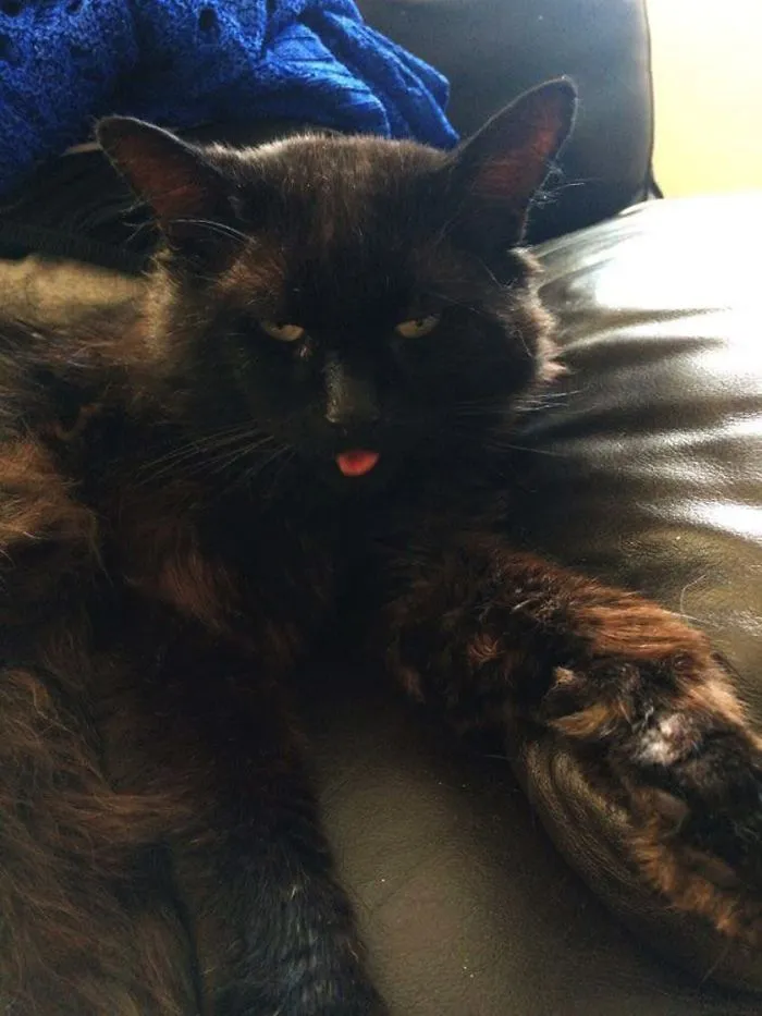 175 Of The Most Adorable Animal Mlems" Ever"