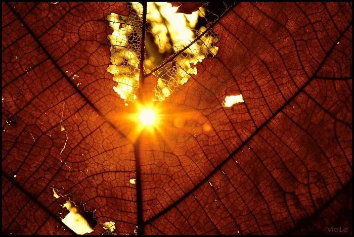 Light