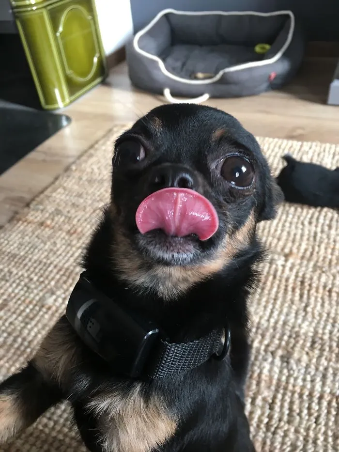 175 Of The Most Adorable Animal Mlems" Ever"