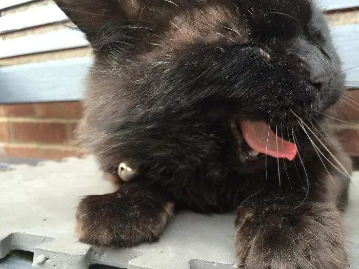 175 Of The Most Adorable Animal Mlems" Ever"