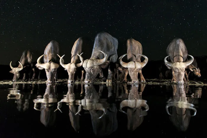 Andreas Hemb, Suecia (Fauna)