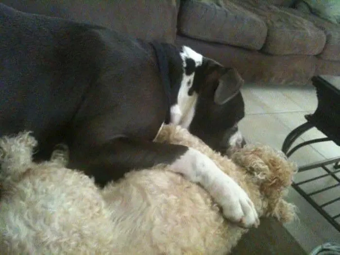 I Miss Mine Every Day. Had To Put Him Down After He Had Irreparable Nerve Damage. Still Miss You My Vicious Boy...