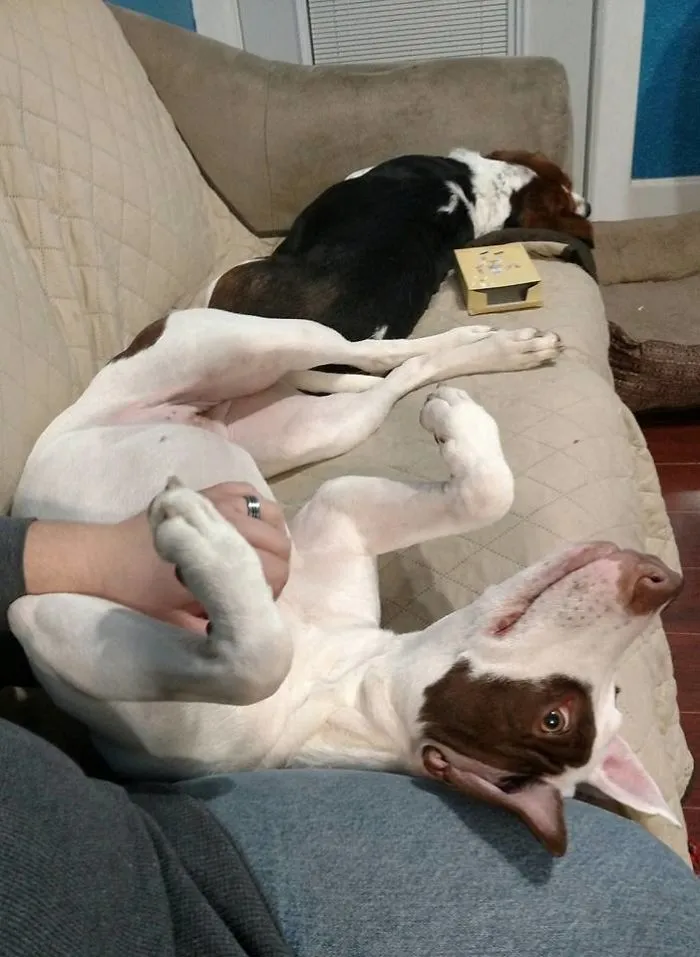 My Husband Barely Survived This Attack. As You Can See, She Also Severely Frightened Our Old Lady Beaglier Right Into A Coma.