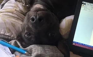 21-Year-Old Inspires People To Share Photos Of "Vicious Pit Bull Attacks", And It's Just Too 'Scary'