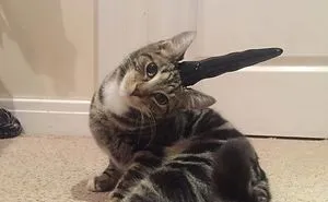 I Gave My Weird Friend An Evil Unicorn Horn For Her Weird Cat