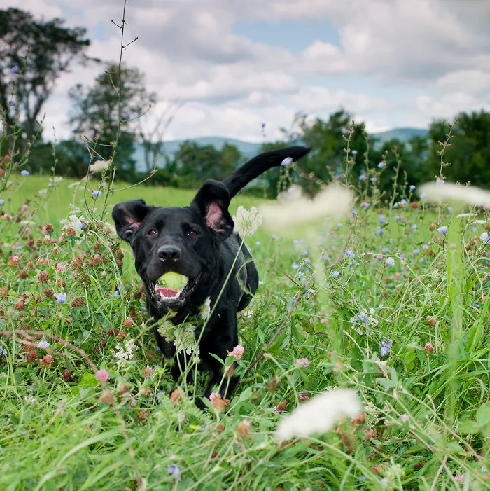 Dogs Romping And Enjoying Spring!