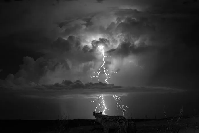 Will Burrard-Lucas, United Kingdm (Professional, Natural World)