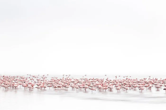 Meniconzi Alessandra, Suiza (Fauna)