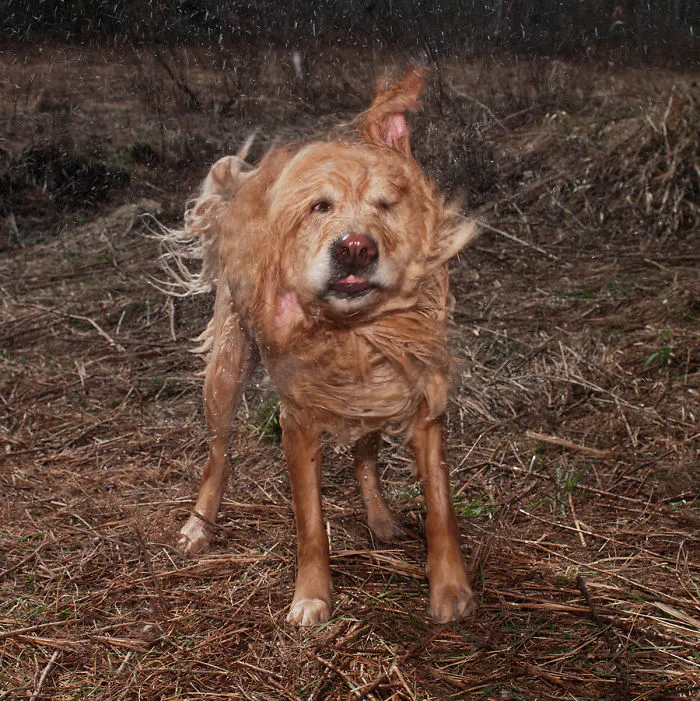 Dogs Romping And Enjoying Spring!